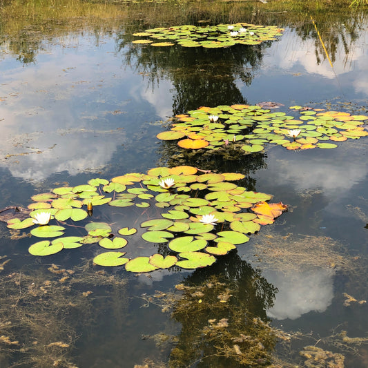 White water lilies in a Somerset pond