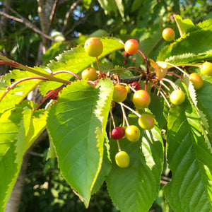 Hedge Plants: Conservation Hedge Mix