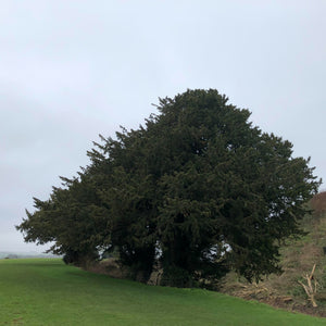Ancient yews, Old Sarum
