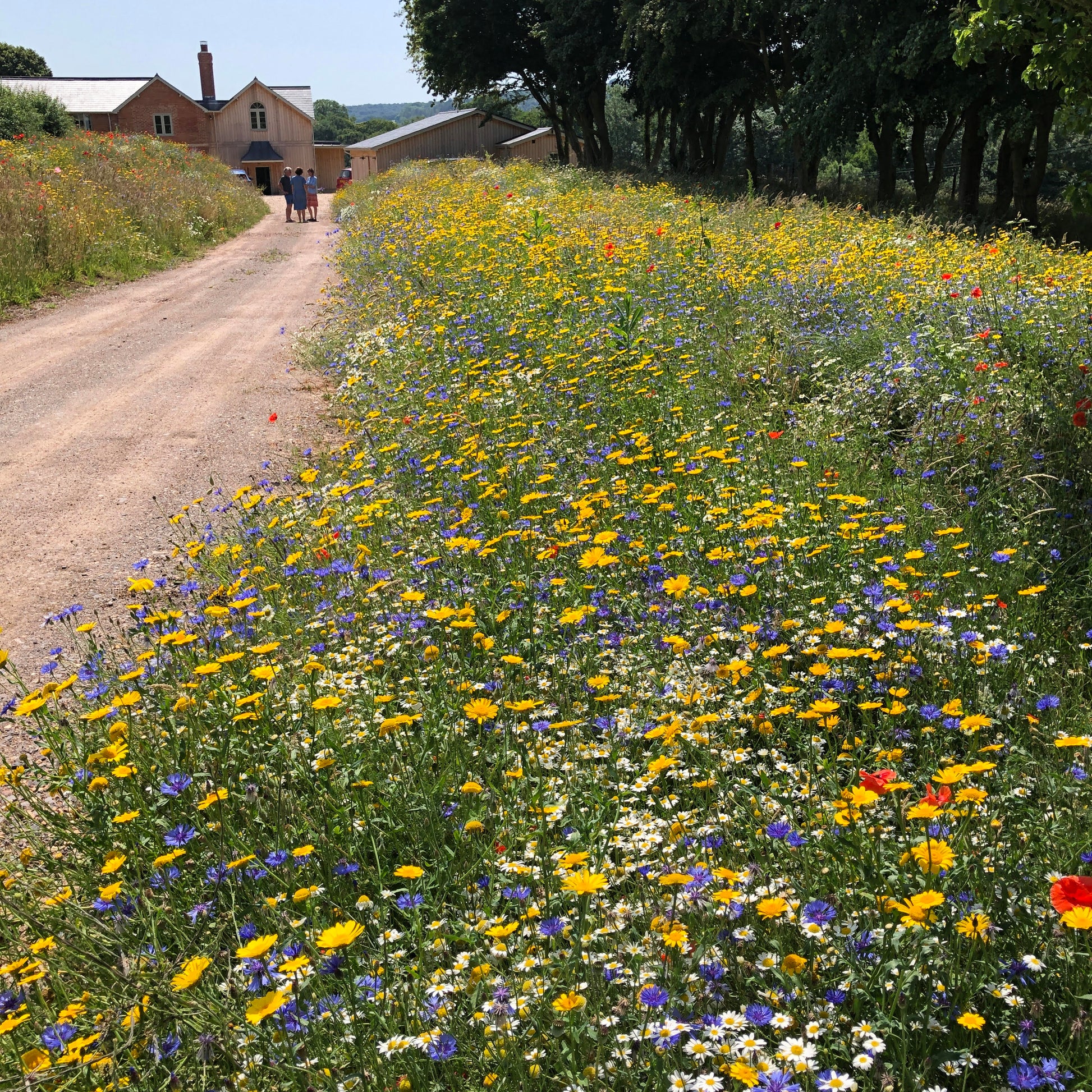 Cornfield annuals in flower along a drive