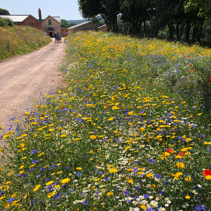 Cornfield annuals in flower along a drive
