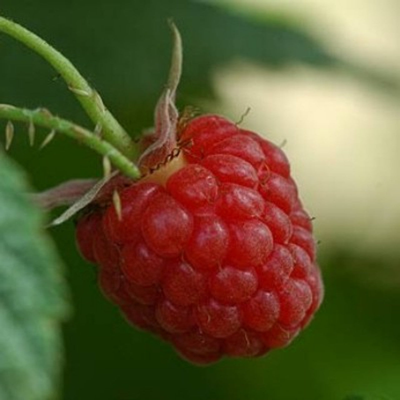 Raspberries (Rubus idaeus) 
