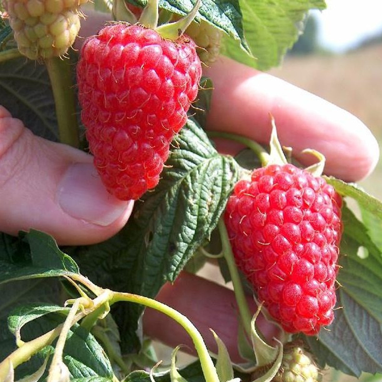 Raspberries (Rubus idaeus) 