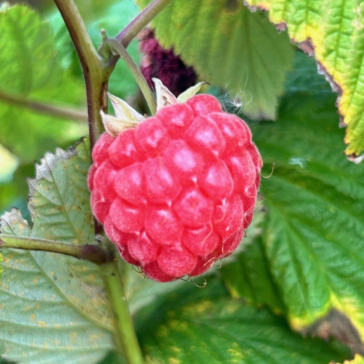 Raspberries (Rubus idaeus) 