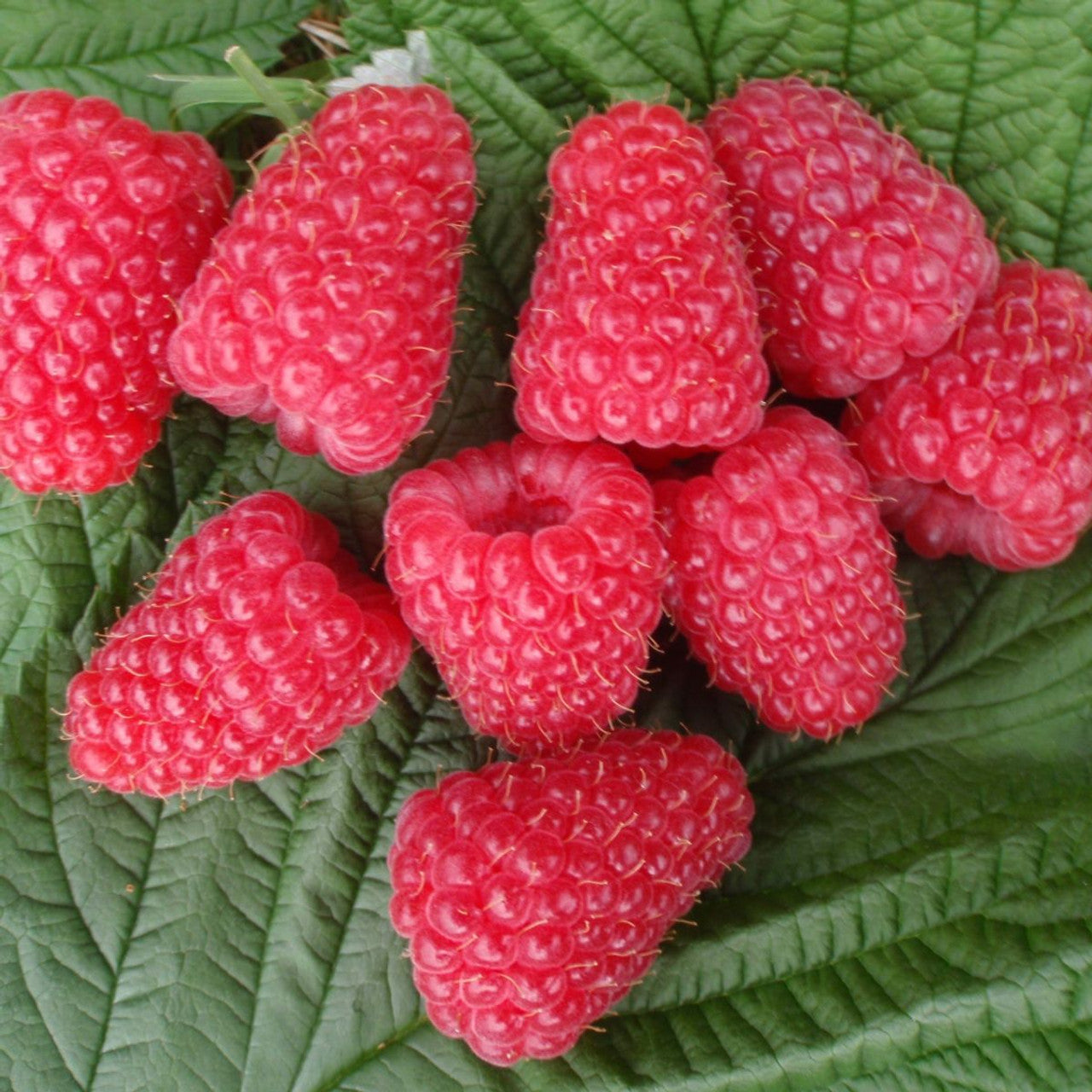 Raspberries (Rubus idaeus) 