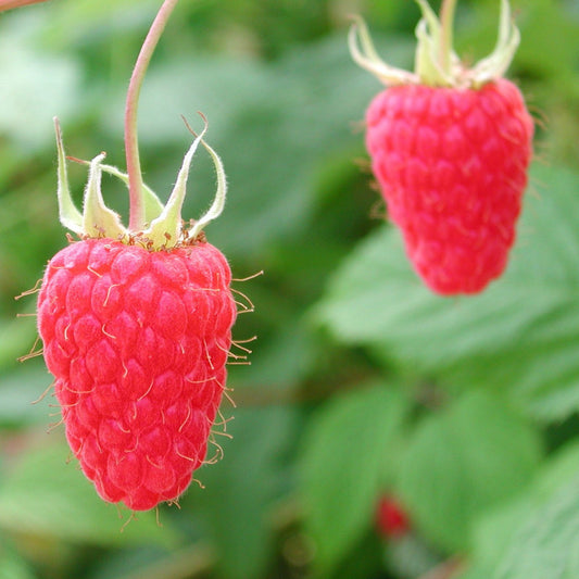 Raspberries (Rubus idaeus) 