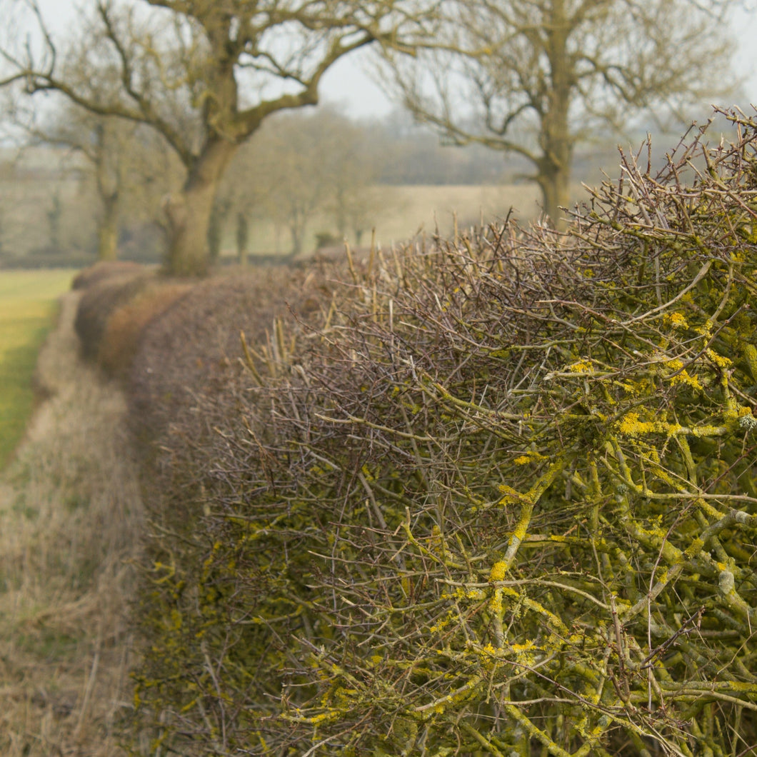 Country hedge in winter