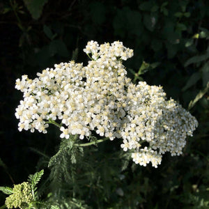 Yarrow