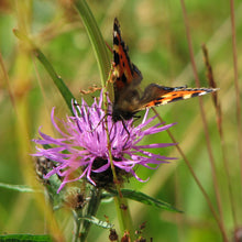 Load image into Gallery viewer, Hedgerow and Light Shade Wildflowers Only Mix