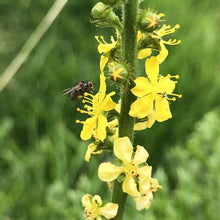 Load image into Gallery viewer, Hedgerow and Light Shade Wildflowers Only Mix