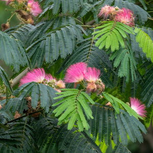 Albizia julibrissin (Persian Silk Tree)