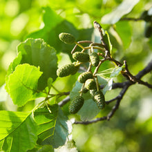 Load image into Gallery viewer, Common alder, Alnus glutinosa