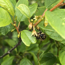 Load image into Gallery viewer, Alder buckthorn and honeybee