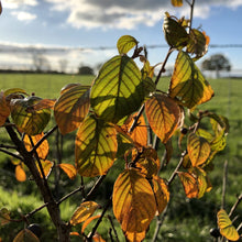 Load image into Gallery viewer, Alder Buckthorn (Frangula alnus)