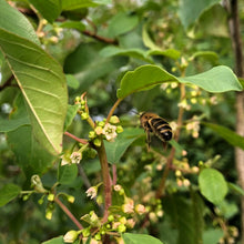 Load image into Gallery viewer, Alder buckthorn, Frangula alnus, and Honeybee