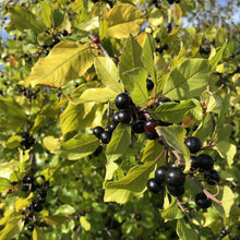 Load image into Gallery viewer, Alder buckthorn berries