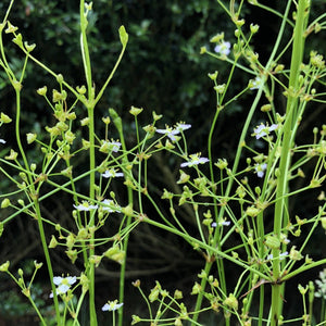 Pond Edge Seed Mix