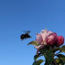 Load image into Gallery viewer, Annie Elizabeth apple blossom and bumblebee