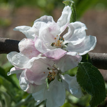 Load image into Gallery viewer, Apple Tree - Forty Shilling