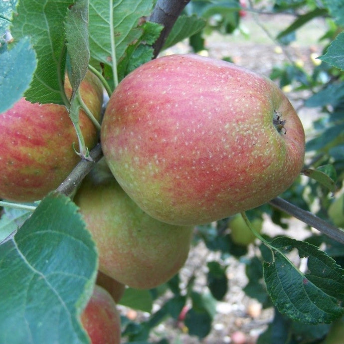 Apple tree - Adam's Pearmain