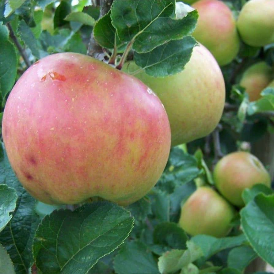Apple tree - Annie Elizabeth