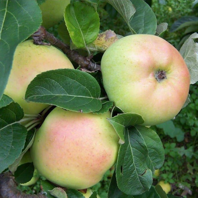 Apple tree - Arthur Turner