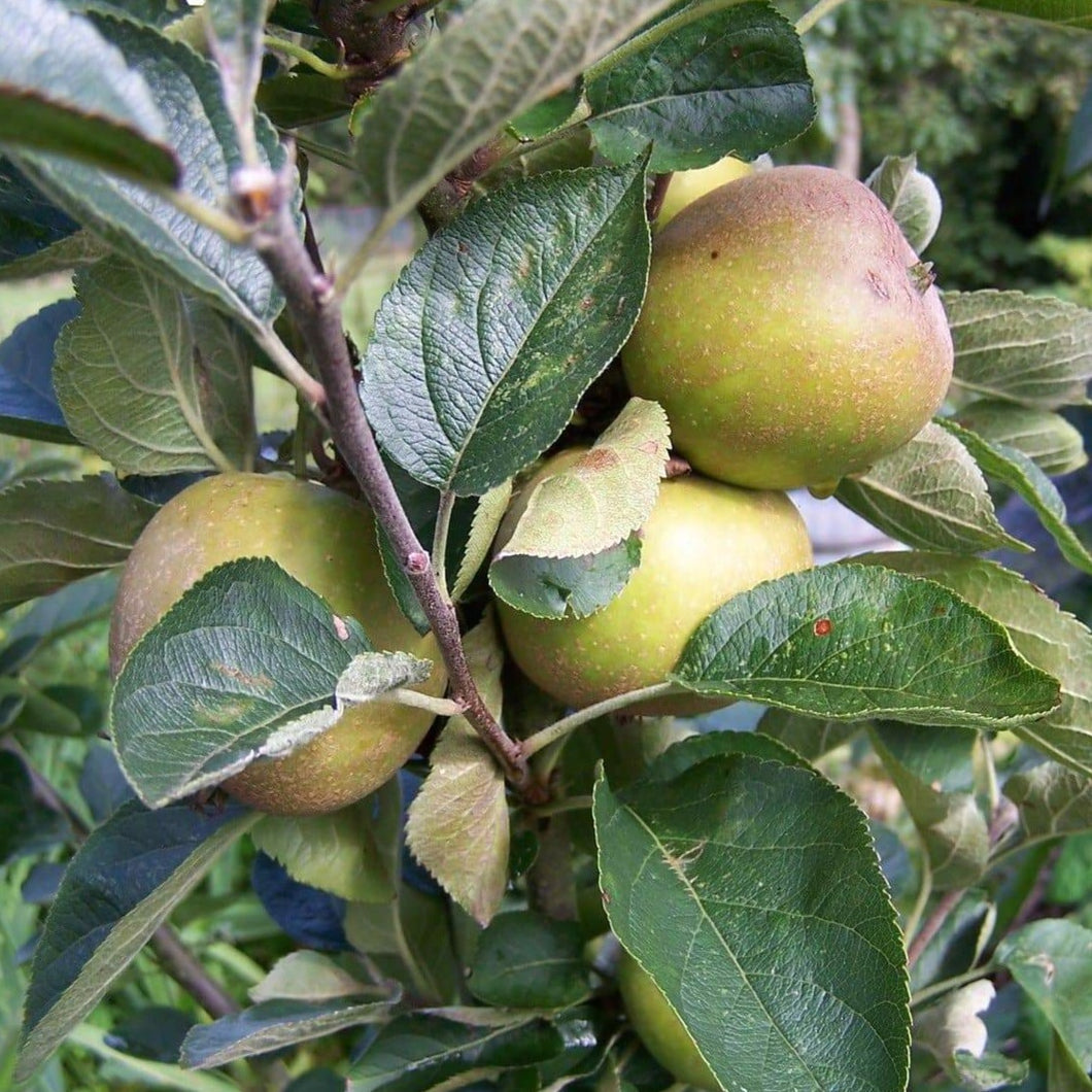 Apple tree - Ashmead's Kernel
