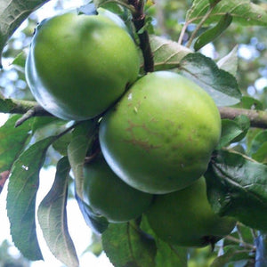 Apple tree - Balsam