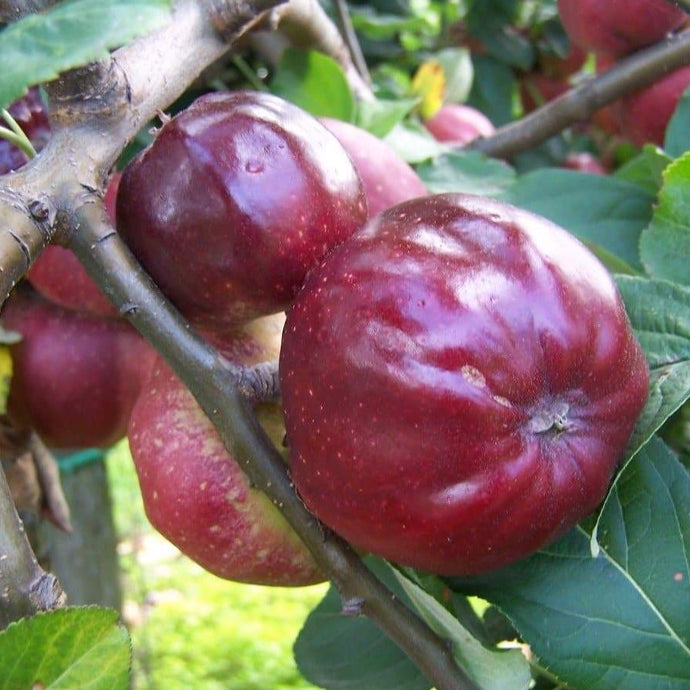 Apple tree - Bloody Ploughman