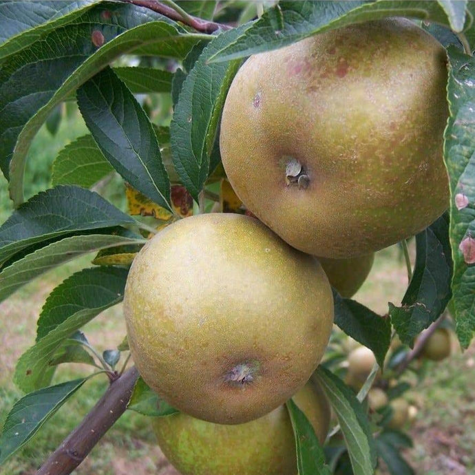 Apple tree - Brownlee's Russet