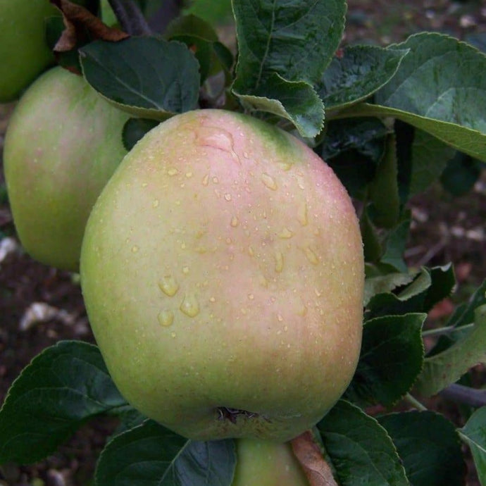 Apple tree - Cats Head