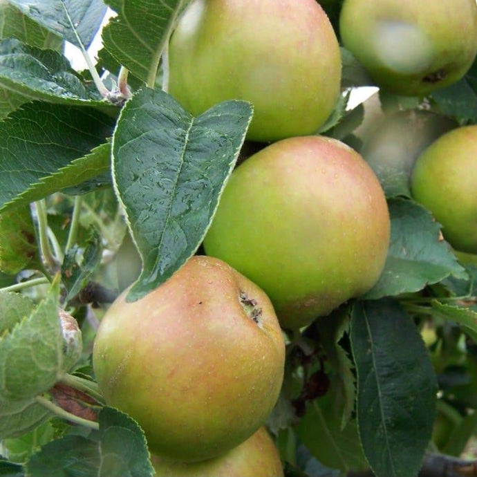 Apple tree - Claygate Pearmain