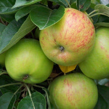 Load image into Gallery viewer, Apple tree - Cockpit Improved