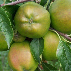 Apple tree - Cornish Gilliflower