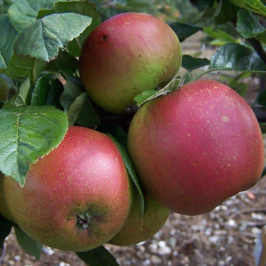 Apple tree - Crawley Reinette