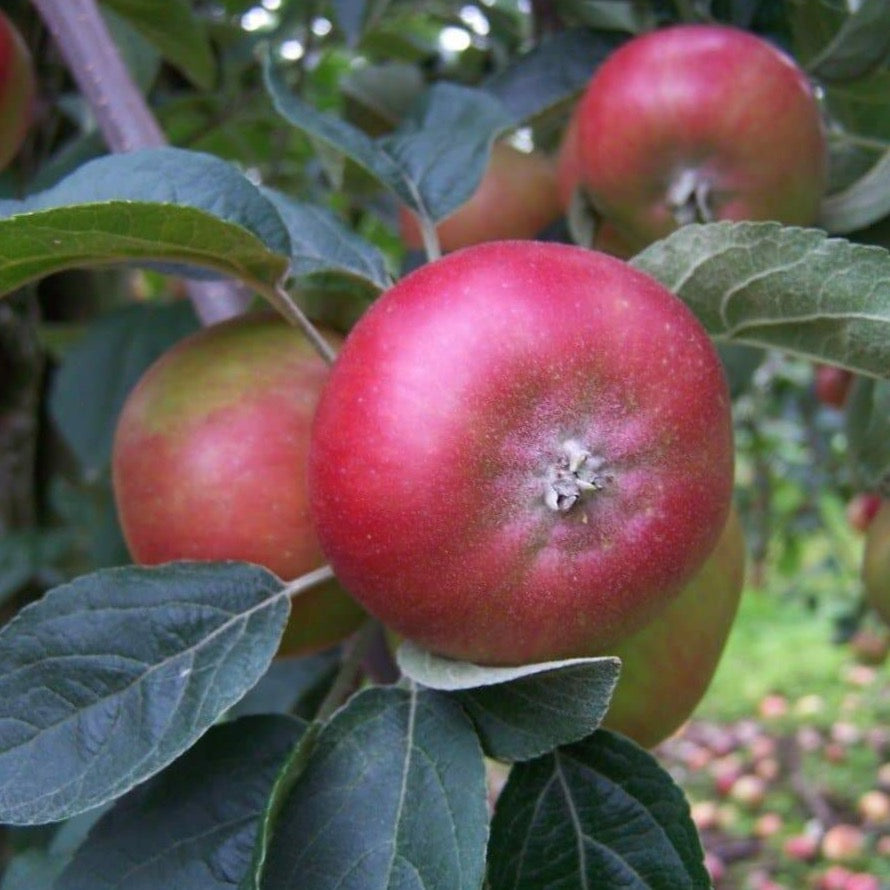 Apple tree - Devonshire Quarrenden