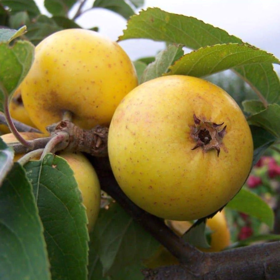 Apple tree - Downton Pippin