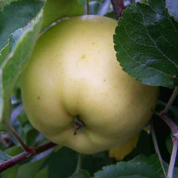 Apple tree - Early Victoria