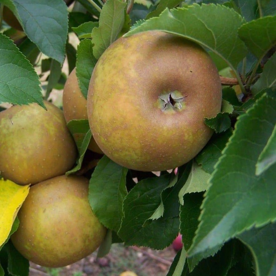 Apple tree - Egremont Russet