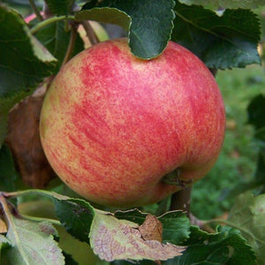 Apple tree - Epicure