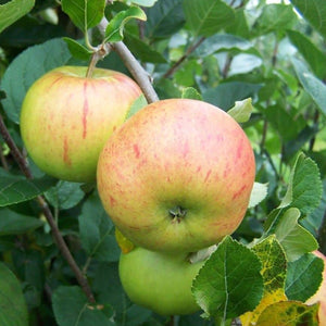 Apple tree - Fillingham Pippin