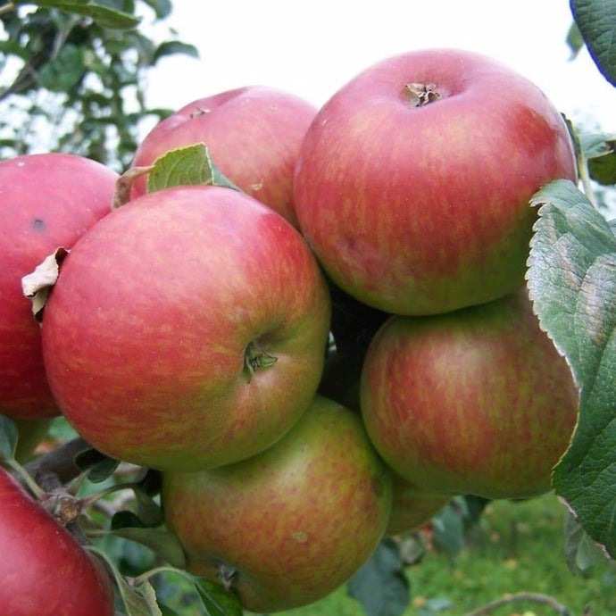 Apple tree - Flower of the Town