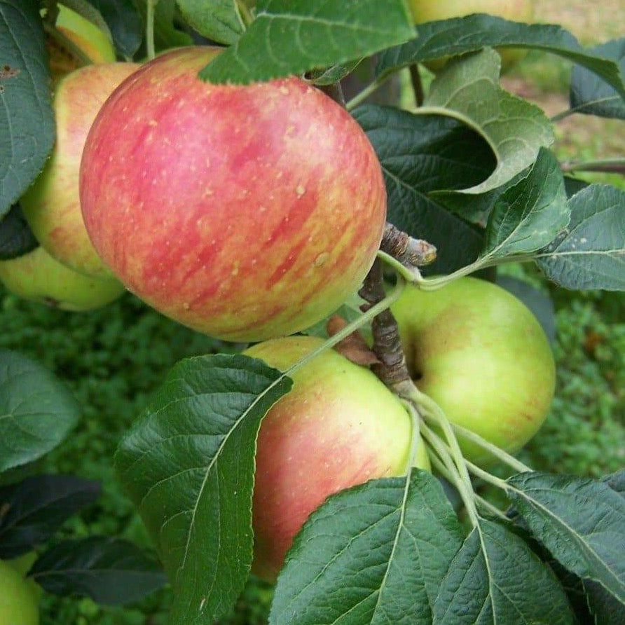 Apple tree - Fortune