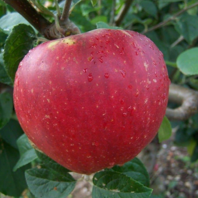 Apple tree - George Carpenter