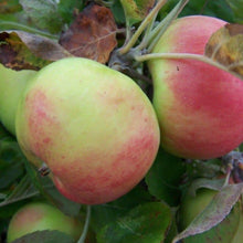 Load image into Gallery viewer, Apple tree - Hawthornden