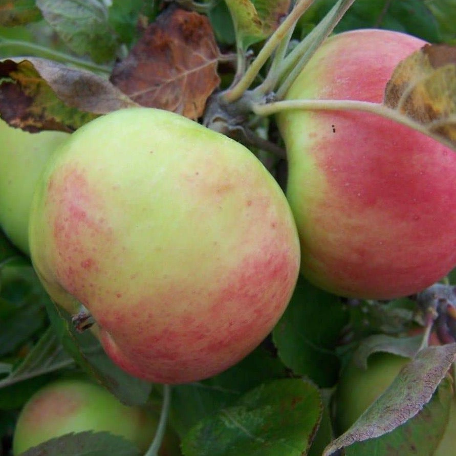 Apple tree - Hawthornden
