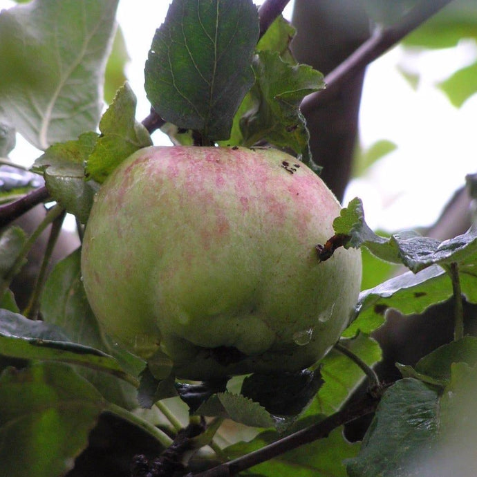 Apple tree - Isaac Newton's Tree