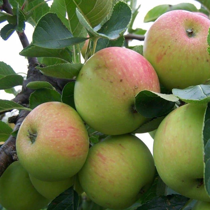 Apple tree - James Grieve
