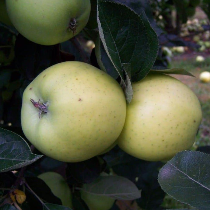 Apple tree - Keswick Codling