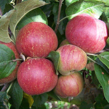 Load image into Gallery viewer, Apple tree - Kingston Black